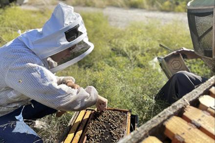 D5044 1 Liz Walsh, wearing beekeeping gear, collects bees from a hive.