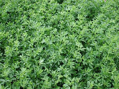Alfalfa Alfalfa growing in a field