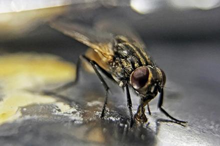 D4663 1 House fly