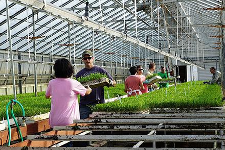 D4762 1 ARS personal in a USDA greenhouse moving seedlings for transport to the fields