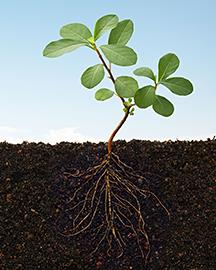 Soilhealthcard image