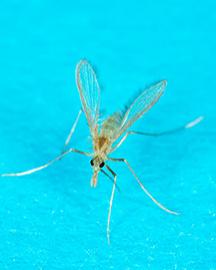 A sandfly
