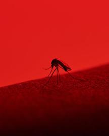 Mosquito image