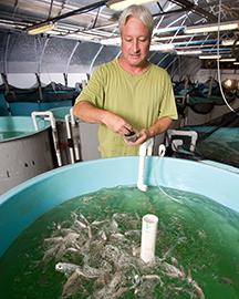 Marty Riche feeding juvenile Florida pompano.