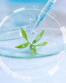 An eyedropper dispensing a liquid onto a small green seedling in a lab.