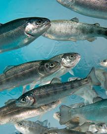 Juvenile rainbow trout