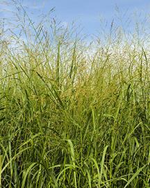 Switchgrass