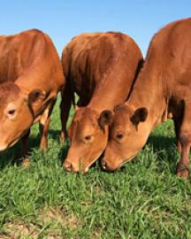 Cattle grazing