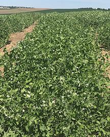 winter peas 