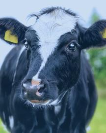 cow