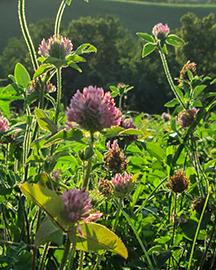 Red clover
