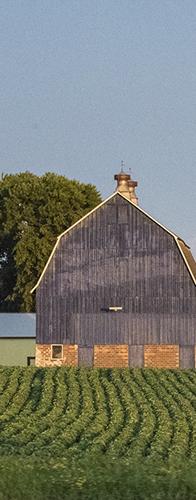 MidwestCard Rows of crops growing in front of a barn and silo.