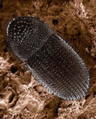 Scanning electron micrograph of coffee berry borer.