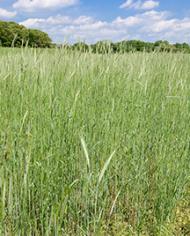 green field