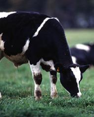 Grassgrow image