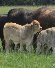Cattle in a field