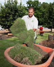 An intern lifts a piece of Zenith zoysiagrass during sod installation 