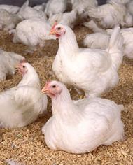 Chickens