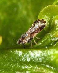 D595 1 image