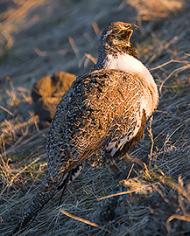 A female sage grouse