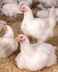  A flock of chickens
