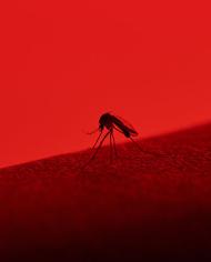 Mosquito image