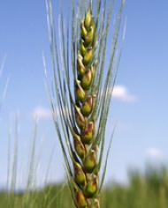 A stalk of wheat