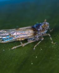 Megamelus plant hopper on a leaf