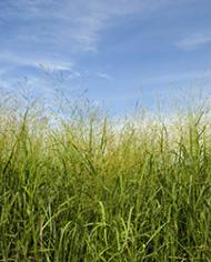 LibertySwitchgrass image