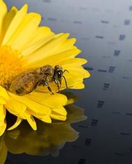 Honey bee on a DNA fragment analysis map.