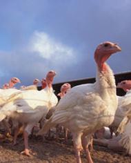 TurkeysK7039-6 image