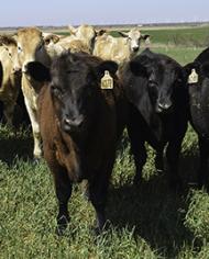 Cattle in a field