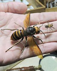 An Asian giant hornet and a honey bee show on the palm of a hand