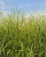 Switchgrass