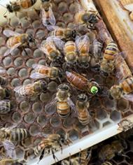 Bees in a hive