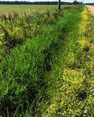 Leersia oryzoides, commonly known as rice cutgrass growing in a farm ditch. 