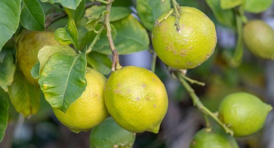 A small lemon tree in the garden