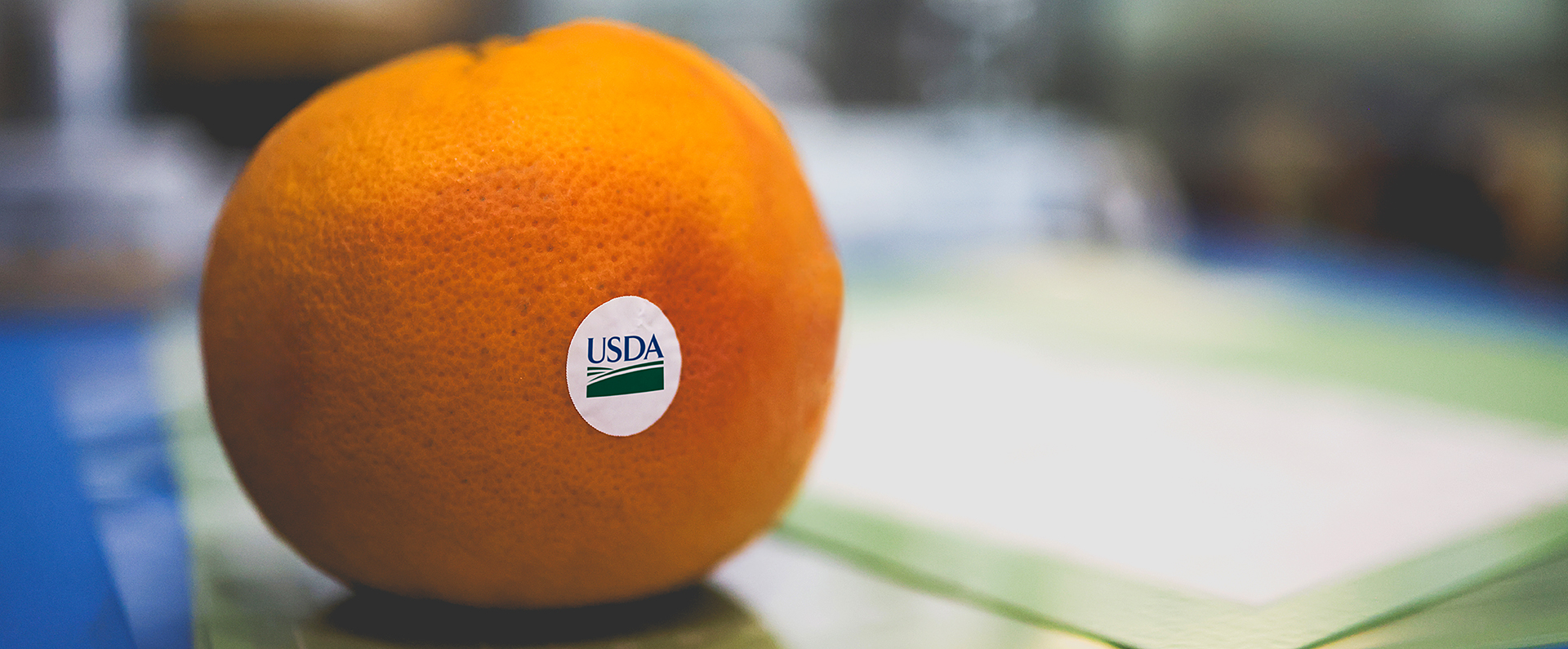 A compostable fruit sticker on an orange.