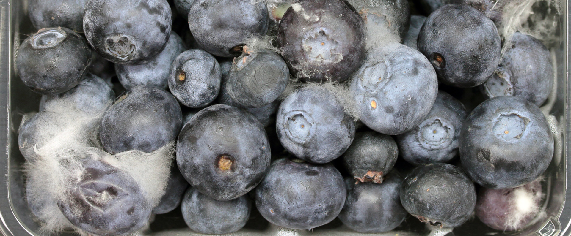 Blueberries with fruit rot. 