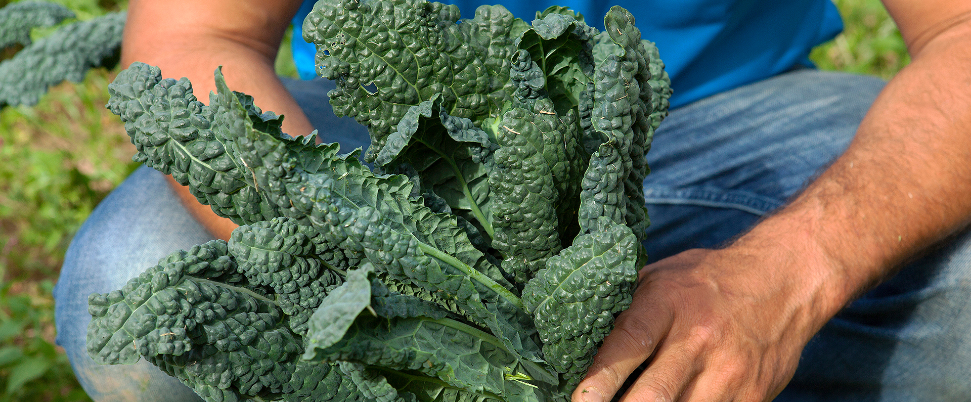 Hands holding freshly harvested kale. 