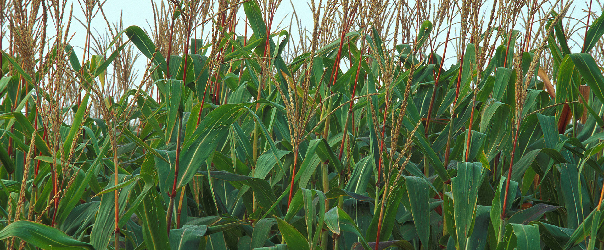 A corn field.