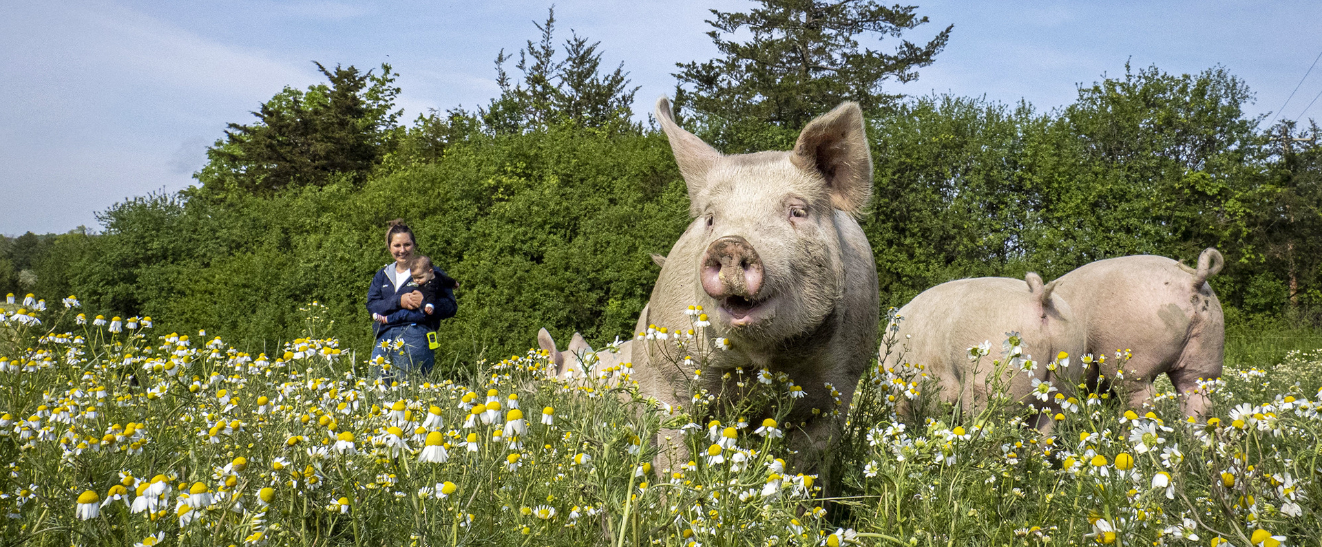 A woman holding a child while looking at three pigs in a field of flowers. 