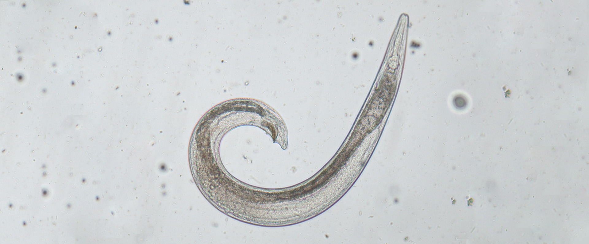 A male Steinernema feltiae nematode.