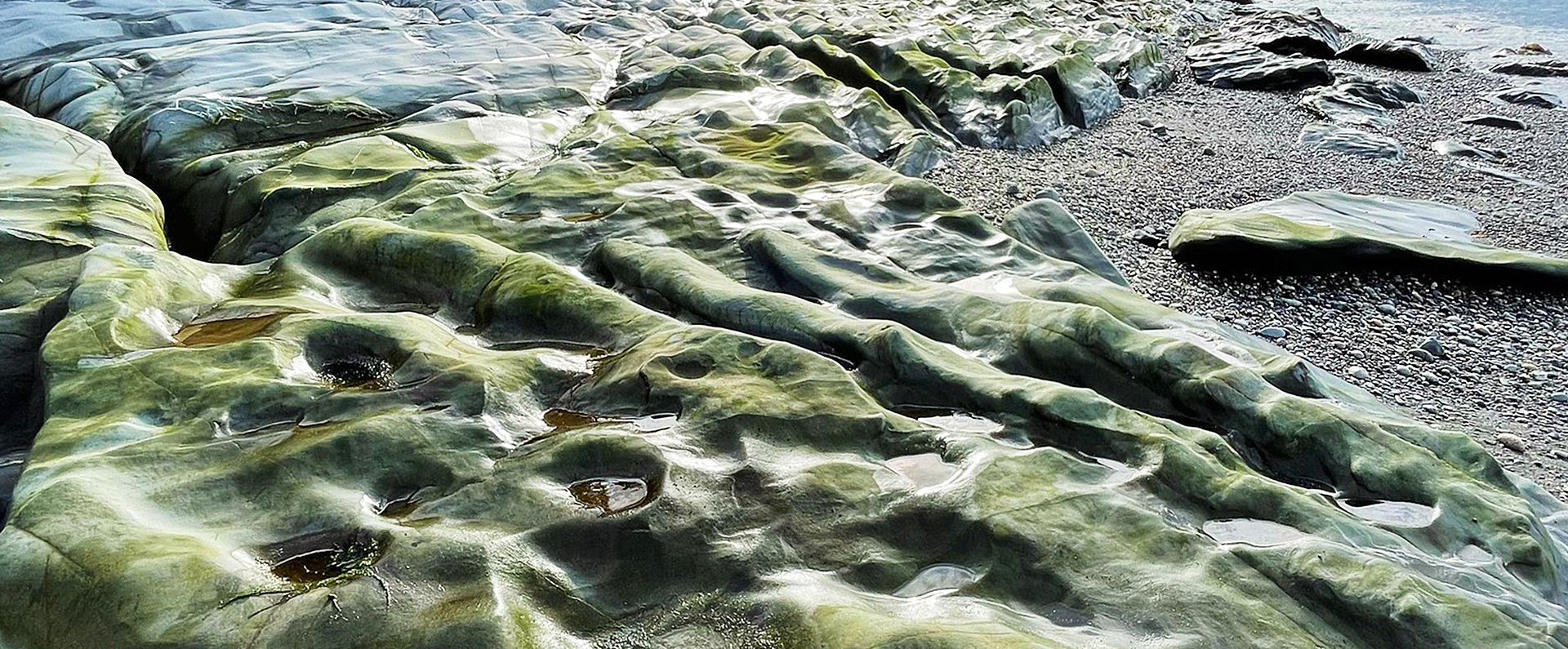 Algae on a beach