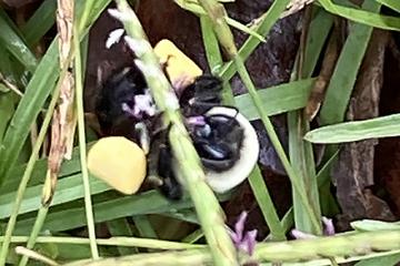 Beecentipedegrass440 Bees gathering pollen from centipedegrass