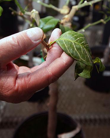 Plant Inspection