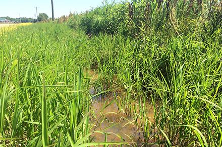 Leersia oryzoides, commonly known as rice cutgrass, growing in a farm ditch. 