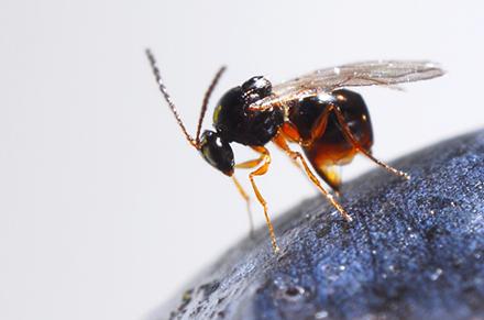 An adult Ganaspis wasp deposits eggs into a blueberry.