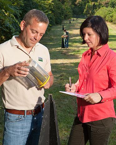 Support scientist Starker Wright and entomologist Tracy Leskey inspect traps baited with experimental pheromone lures.