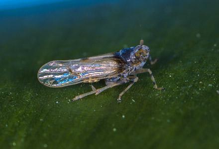 Megamelus plant hopper on a leaf